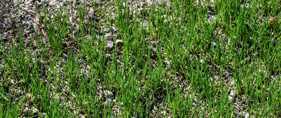 Newly overseeded patchy lawn in Des Moines, IA.
