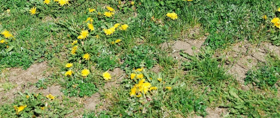 Patchy lawn in Des Moines, IA, with dandelion weeds.
