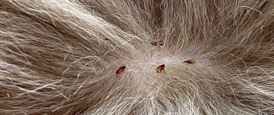Pet fur with fleas in Des Moines, IA.