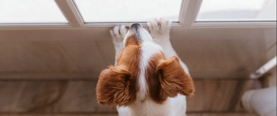 Dog waiting at door during fertilization application on property in Des Moines, IA.