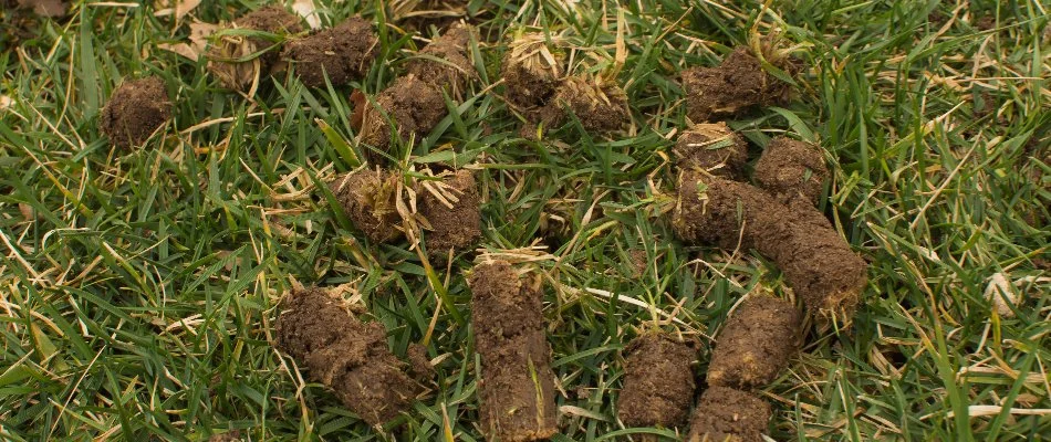 Plugs of soil on grass after aeration in Des Moines, IA.