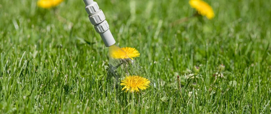 Post-emergent weed control treatment on a dandelion in Des Moines, IA.