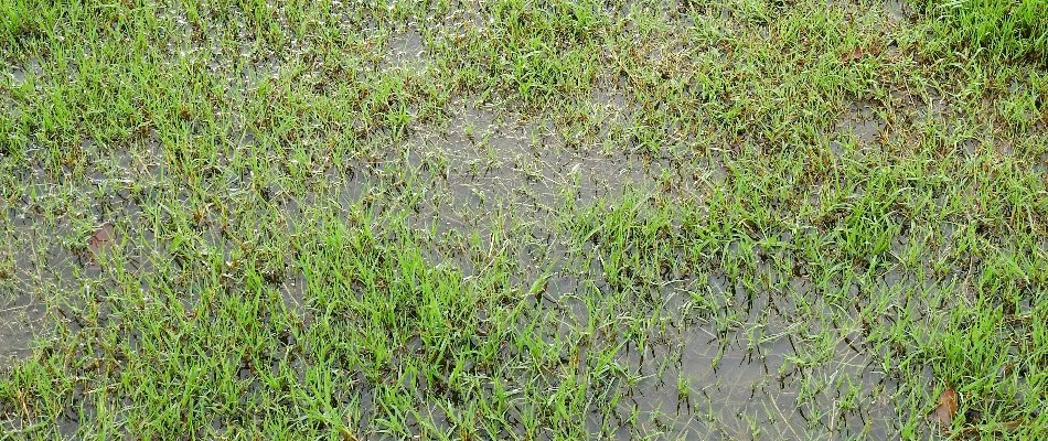 Puddle on a lawn in Des Moines, IA, from an irrigation leak.