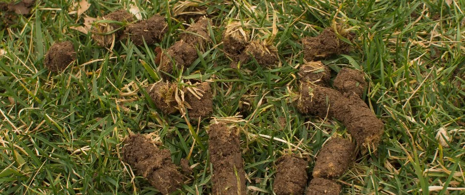 Recently aerated lawn with soil cores in Des Moines, IA.