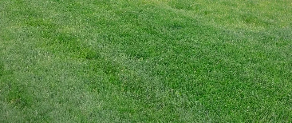 Recently mowed, green grass in Des Moines, IA.