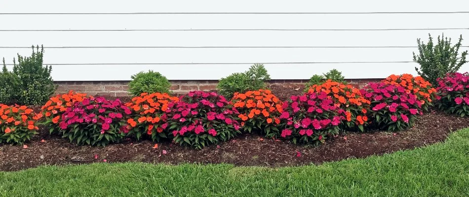 Red and orange flowers in a mulched landscape bed in Des Moines, IA.
