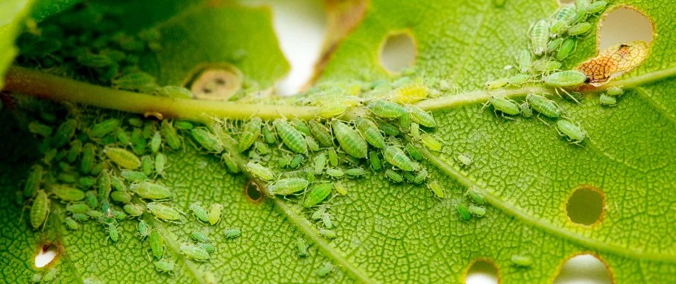 Severe aphid infestation along a leaf stem in Des Moines, IA.