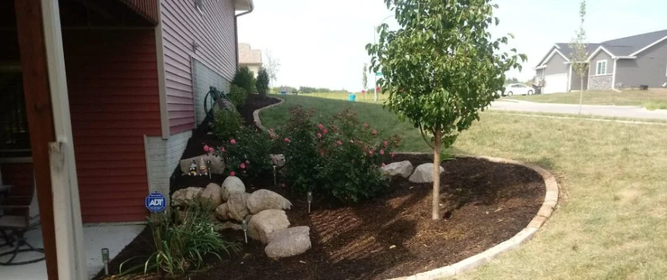 Small tree on a landscape in Des Moines, IA.