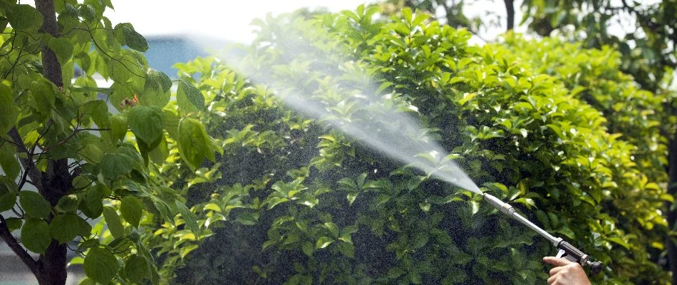 Spraying dormant oil treatment on the leaves of a tree in Des Moines, IA.