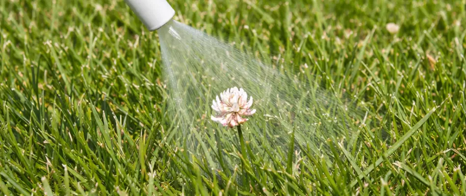 Spraying herbicide treatment on a lawn weed in Des Moines, IA.