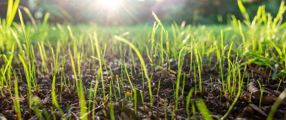 Sprouting grass in Des Moines, IA, after overseeding.