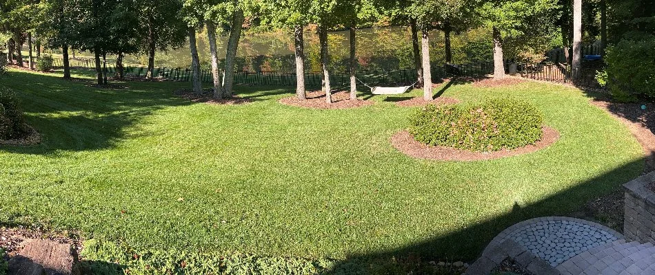Sunlight on healthy fertilized grass in Des Moines, IA.