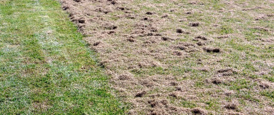 Thatch removed from a lawn in Des Moines, IA.