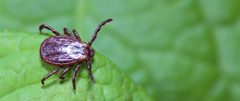 A dangerous tick walks along a leaf in Des Moines, IA.