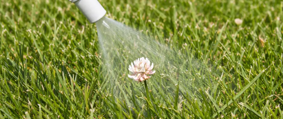 Treating a weed on a lawn in Iowa with post-emergent weed control treatment.