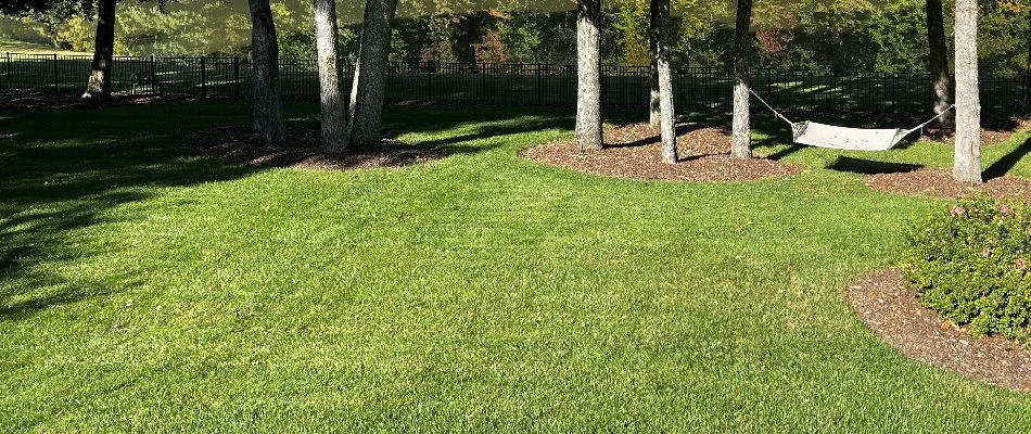 Trees on healthy, green grass in Des Moines, IA.