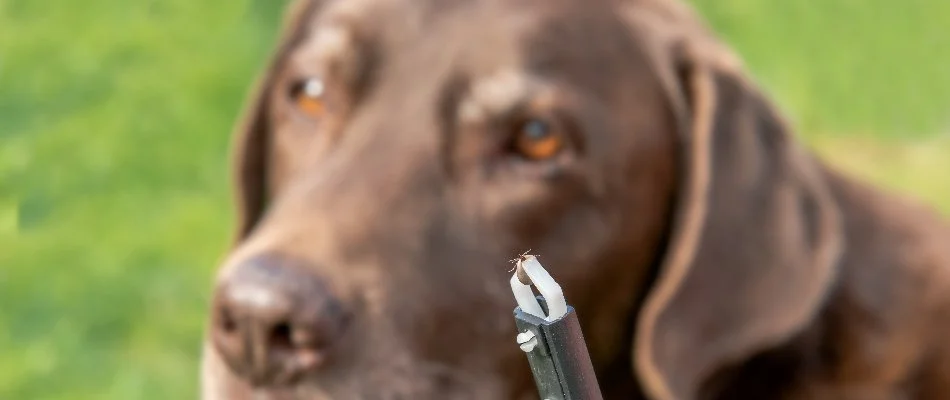 Tweezers holding a tick with a dog in the background in Des Moines, IA.