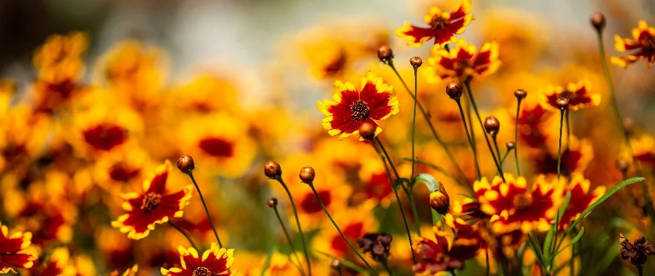Two-toned coreopsis flowers in Des Moines, IA.