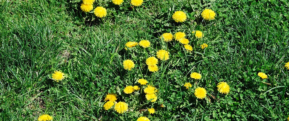 Common weed type called Dandelions near Pleasant Hill, Iowa