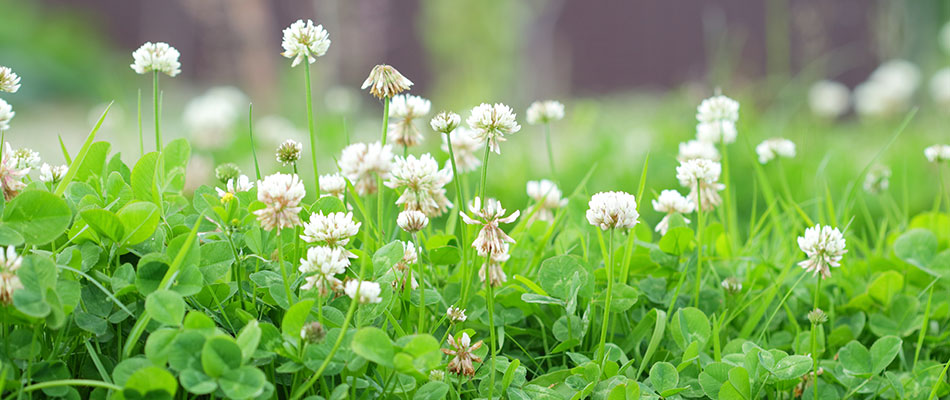 Common weed type called white clover near Urbandale, Iowa