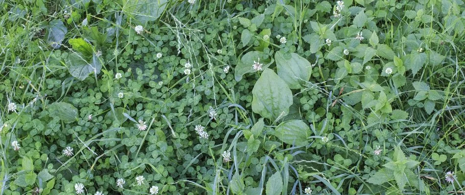 White clover growing on a lawn in Des Moines, IA.