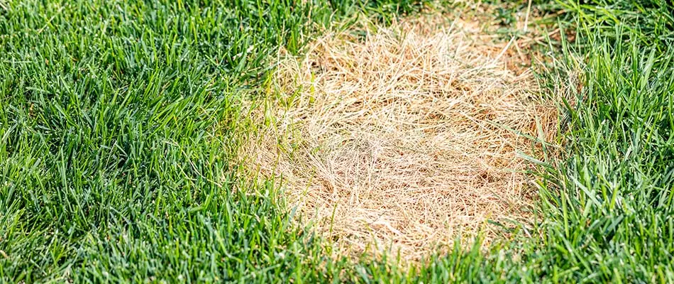 What to Do if You See a Brown Patch in Your Yard