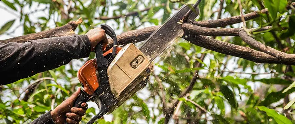 Landscape worker removing dead branch with a chainsaw in Ankeny, IA.
