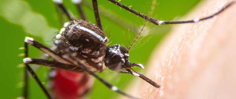 Close up photo of a mosquito in West Des Moines, IA.