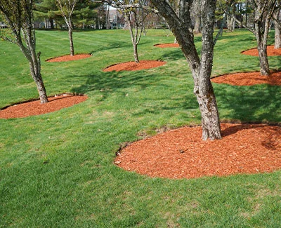 Mulch installed around trees at an HOA community in Des Moines, IA.