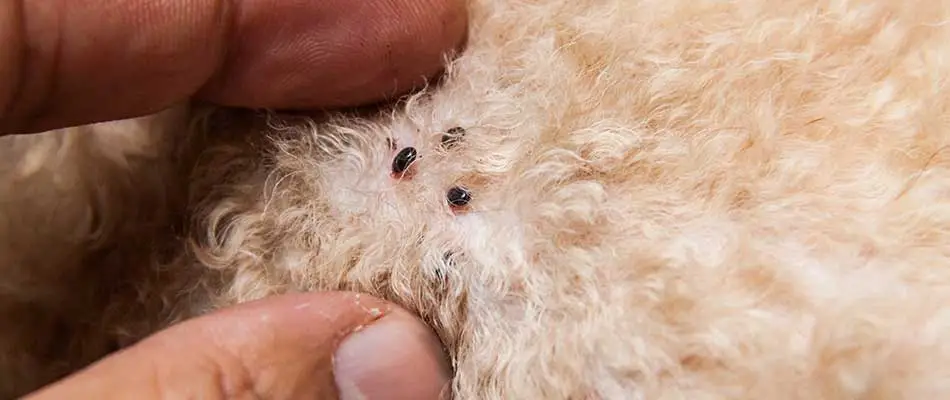 Fleas embedded in a pet's fur in Ankeny, IA.