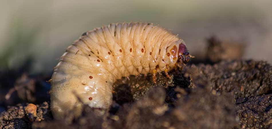 Close up photo of a grub emerging from the soil in Des Moines, IA.