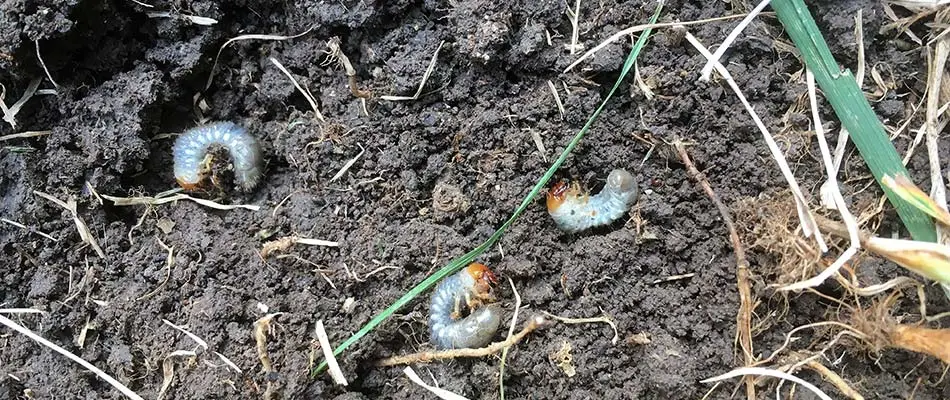 Grubs have infested the soil of this yard in West Des Moines, IA.