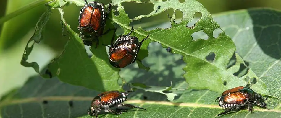 Japanese beetles eating a leaf on a plant in Des Moines, IA.