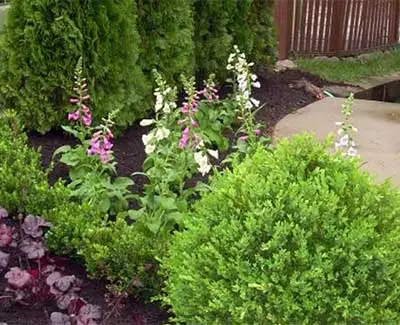 A landscaped plant bed with mulch and shrubs in Des Moines, IA.