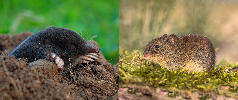 A mole in dirt next to a vole on grass.