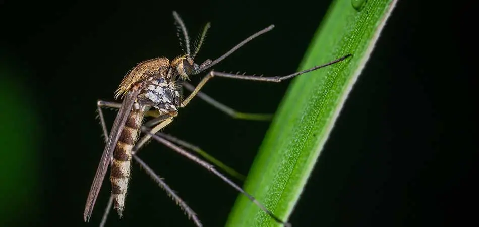 The Dangers of Letting Mosquitoes, Ticks, & Fleas Stay in Your Yard