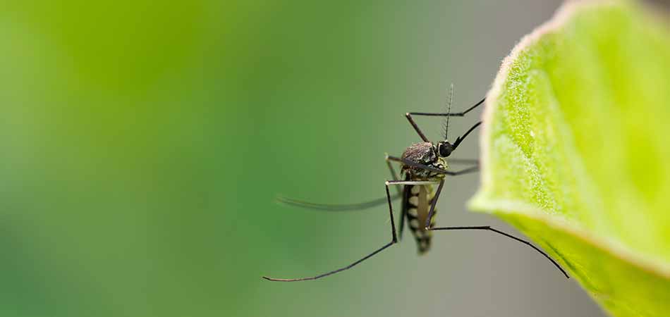 A mosquito on a leaf by a home in  West Des Moines, IA.