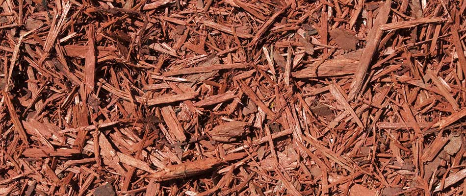 Red cedar woodchip mulch installed in Ankeny, IA.