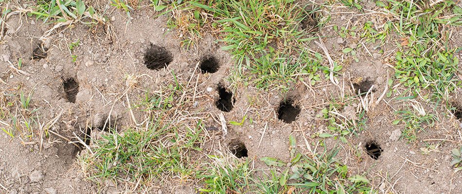 Rodent holes on a lawn in  West Des Moines, IA.
