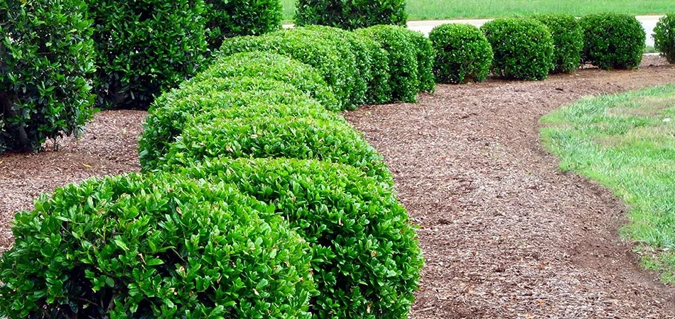 Hedge of shrubs recently trimmed in Des Moines, IA.