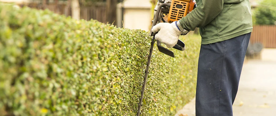 Trimming a large hedge at commercial property in Ankeny, IA.