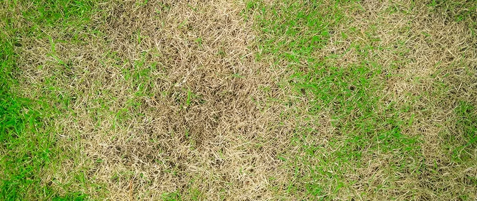 A lawn is damaged due to improper timing of fertilization and weed control.