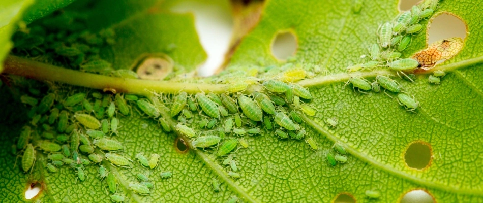 Aphid infestation found in lawn in West Des Moines, IA.