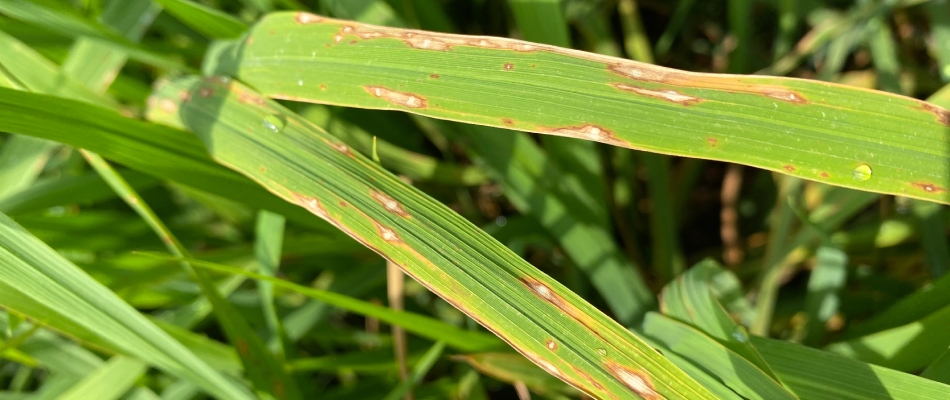 Ascochyta leaf blight lawn disease found in client's lawn in Altoona, IA.