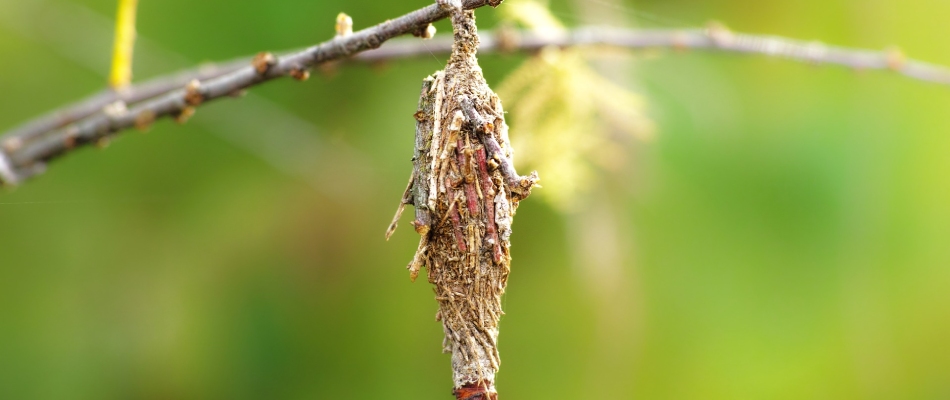 Bagworm cone found hanging from tree branch in Des Moines, IA.