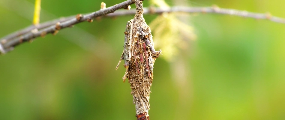 Bagworm found on a tree stick in Des Moines, IA.
