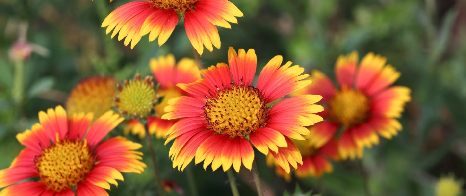 Blanket flowers in landscaping in Des Moines, IA.
