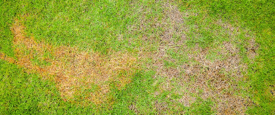 Brown patch lawn disease found in client's lawn in Pleasant Hill, IA.