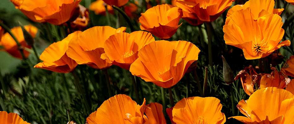 California poppy in a landscape bed in Des Moines, IA.