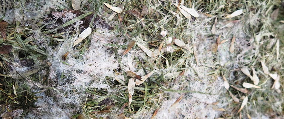 Close up on snow mold on a lawn that needs treatment in Altoona, IA. 